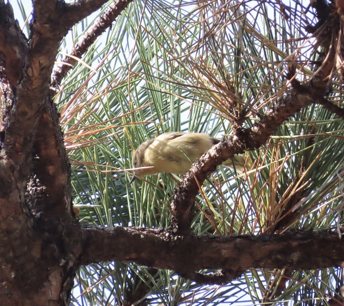 Pine Warbler - ML644816256