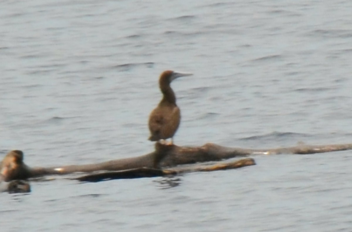 Brown Booby - ML644816263