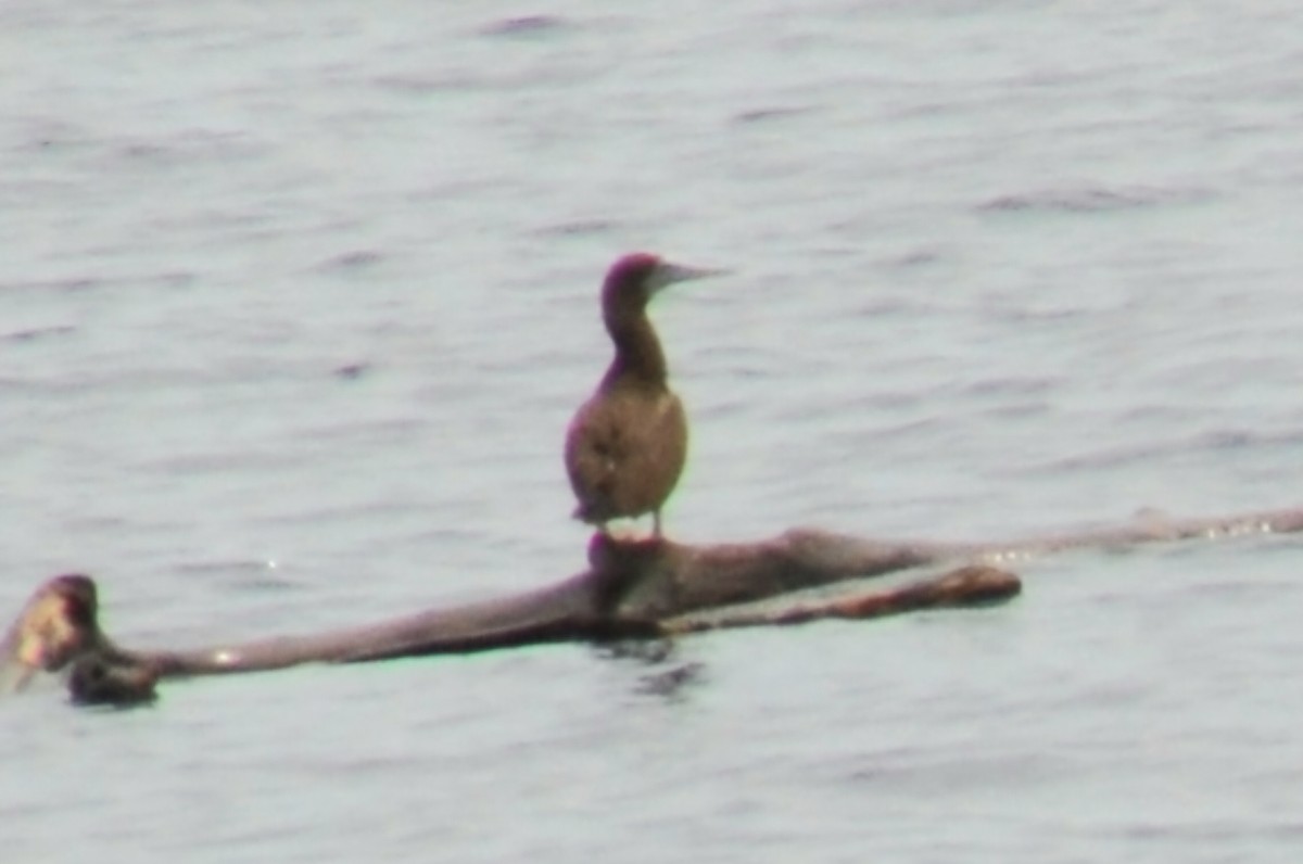 Brown Booby - ML644816264