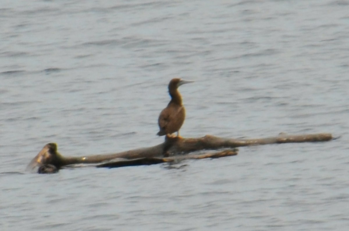 Brown Booby - ML644816265