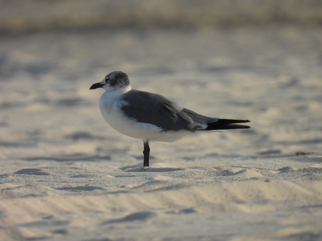 Ацтекская чайка - ML644816273