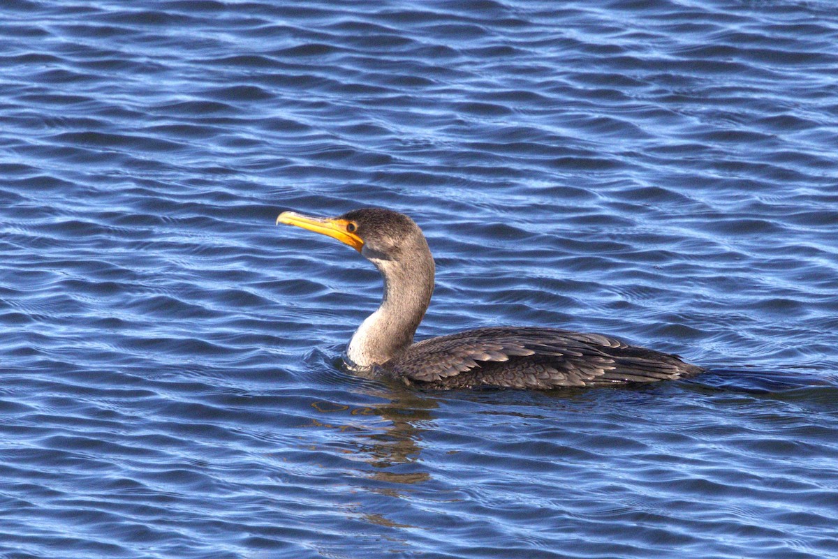 Double-crested Cormorant - ML644816277