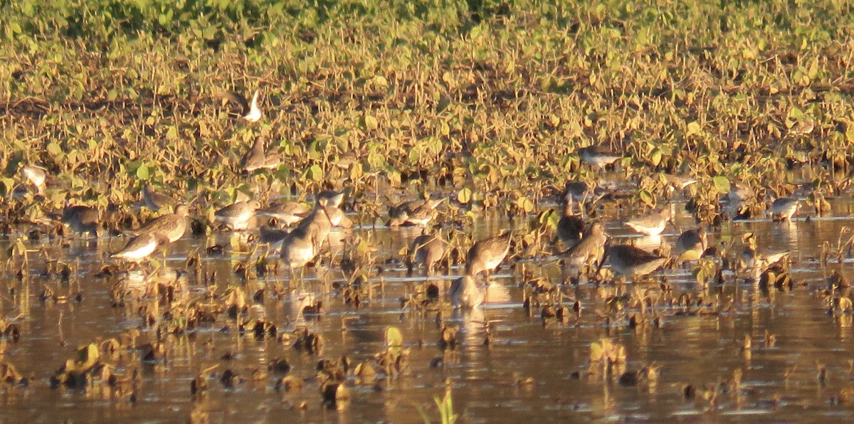 Long-billed Dowitcher - ML644816284