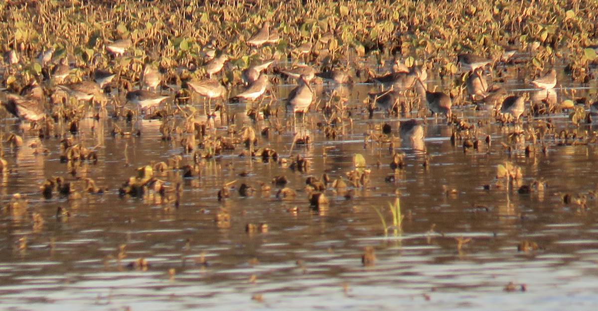 Long-billed Dowitcher - ML644816285