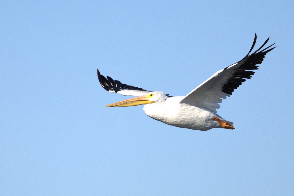 Amerika Pelikanı - ML644816322