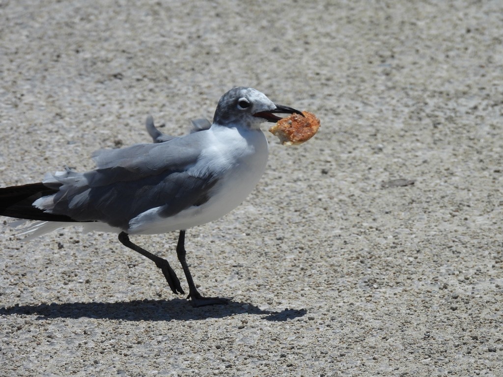 Ацтекская чайка - ML644816323