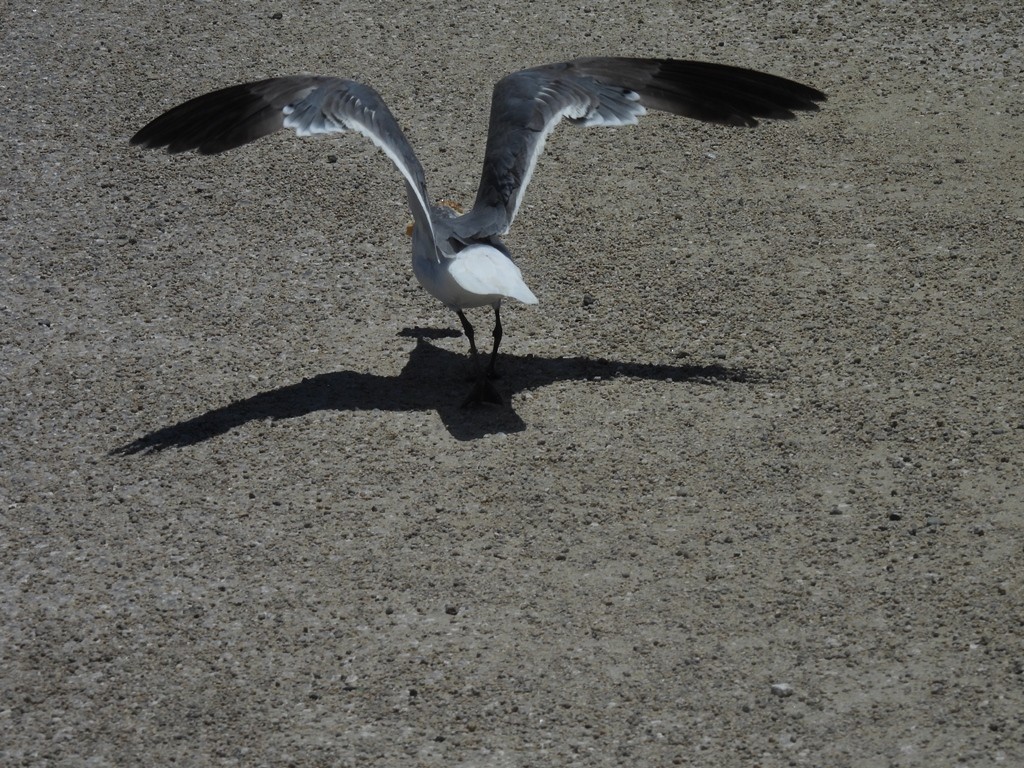 Ацтекская чайка - ML644816324