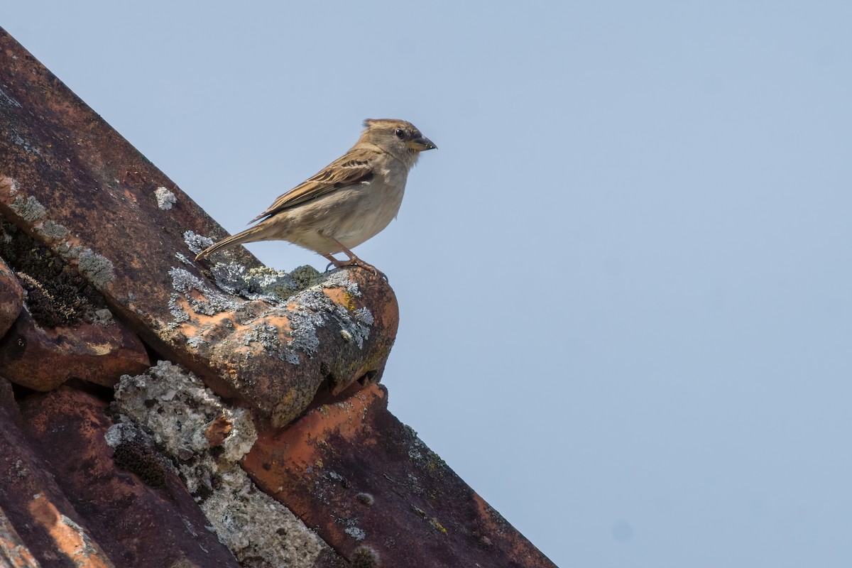 House Sparrow - ML644816325