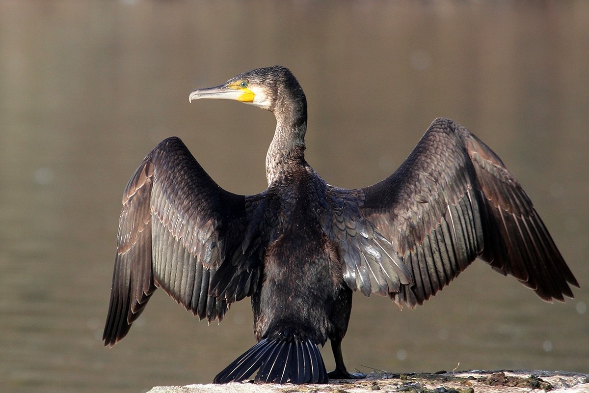 kormorán velký - ML644816329