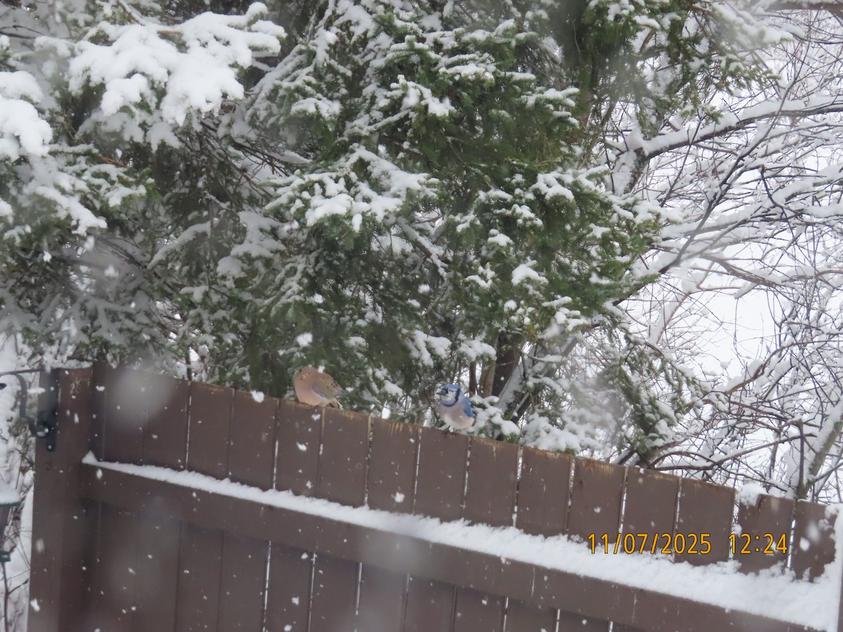 sojka chocholatá - ML644816334