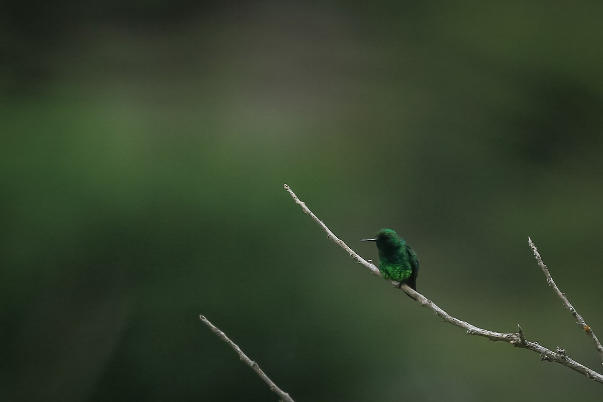 Short-tailed Emerald - ML644816337