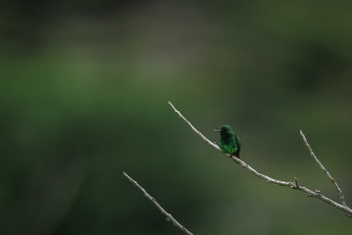 Short-tailed Emerald - ML644816338