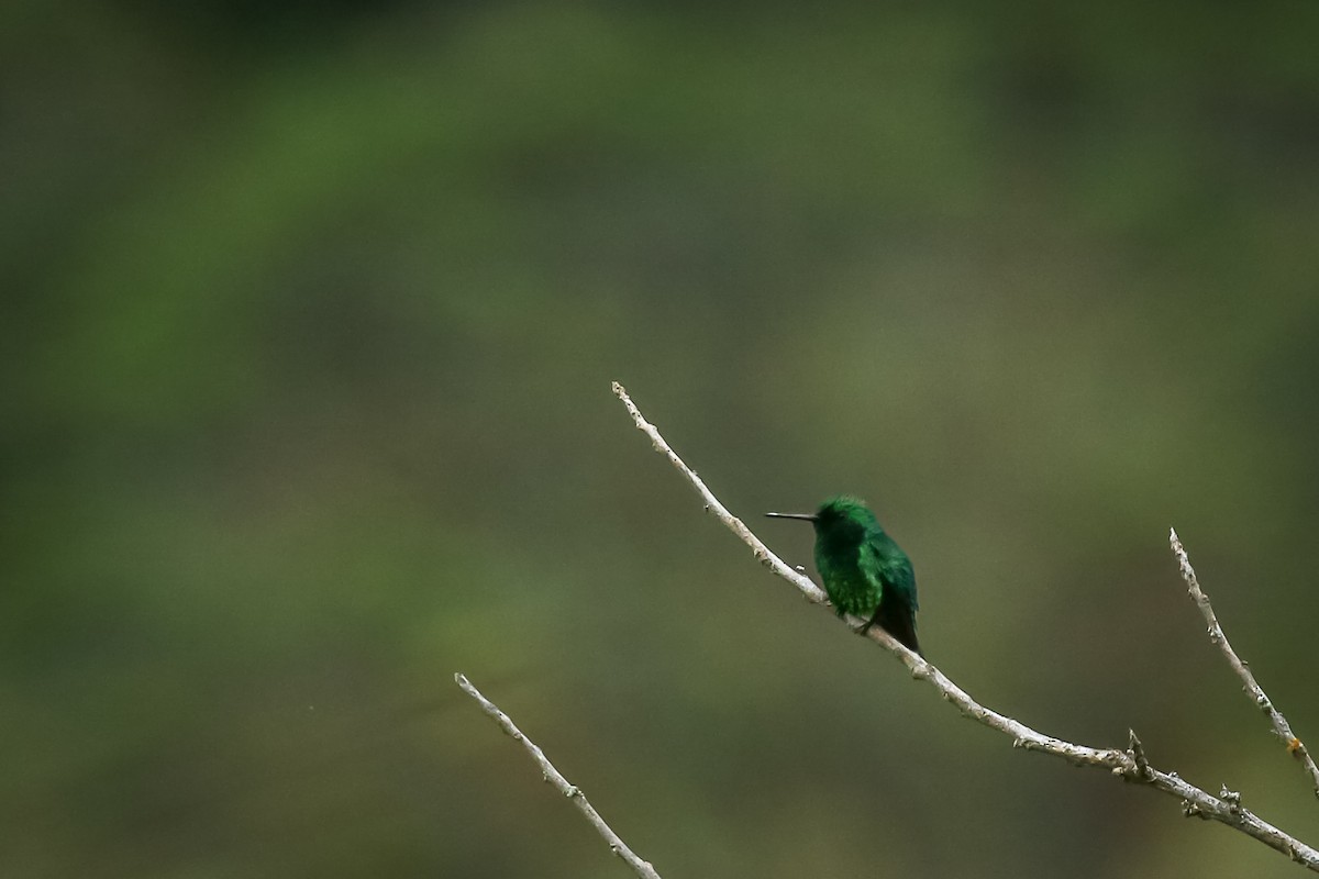 Short-tailed Emerald - ML644816340