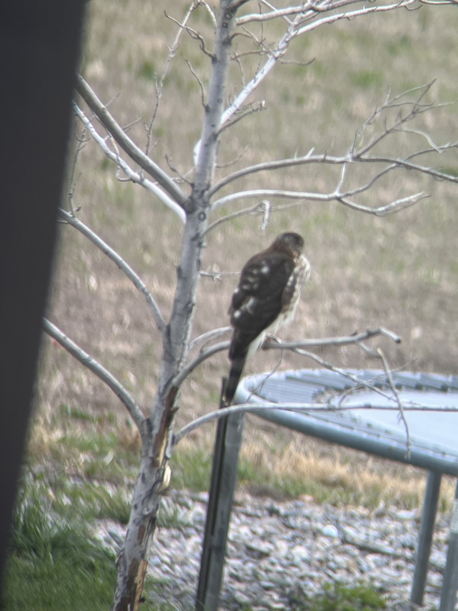 Sharp-shinned Hawk - ML644816351