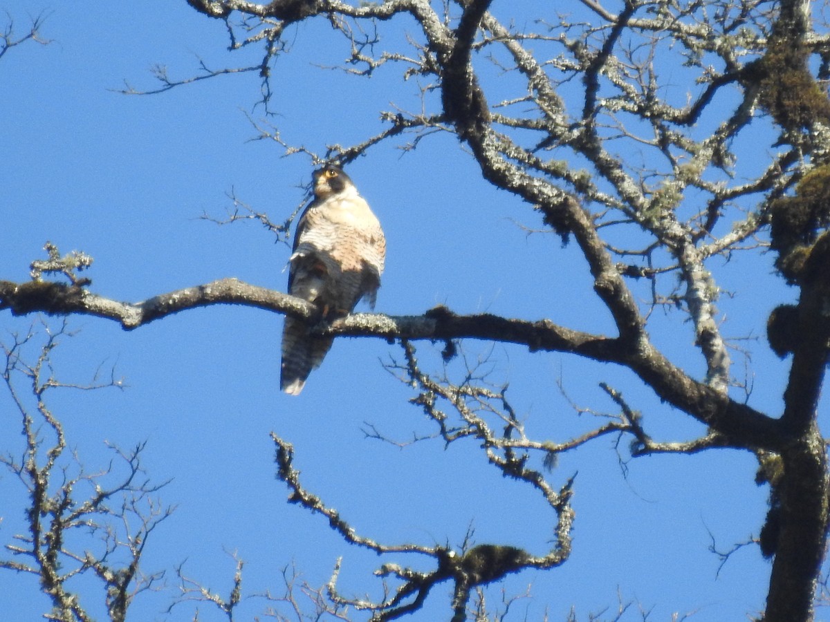 Peregrine Falcon - ML644816357