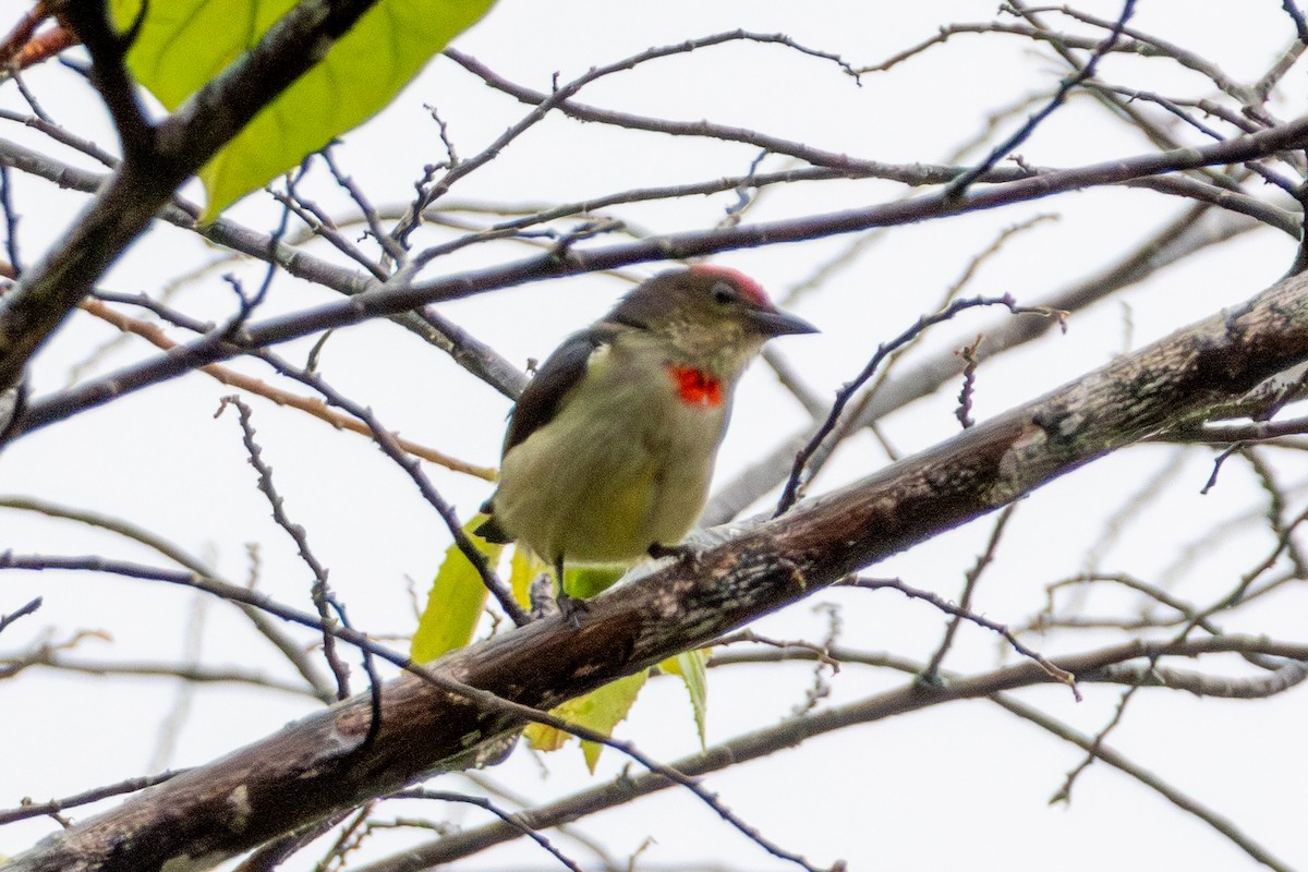 Red-capped Flowerpecker - ML644816365