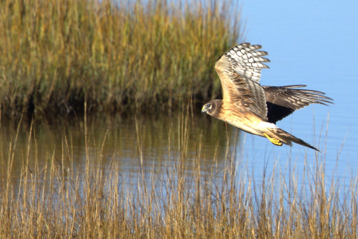 Northern Harrier - ML644816366