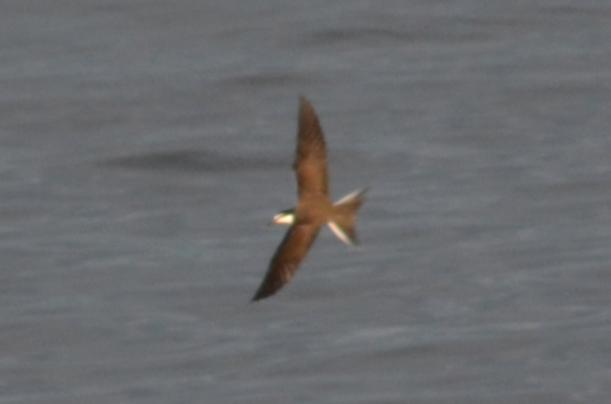 白眉燕鷗 - ML644816372