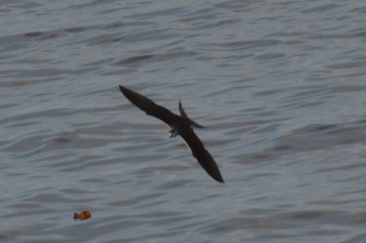 白眉燕鷗 - ML644816374