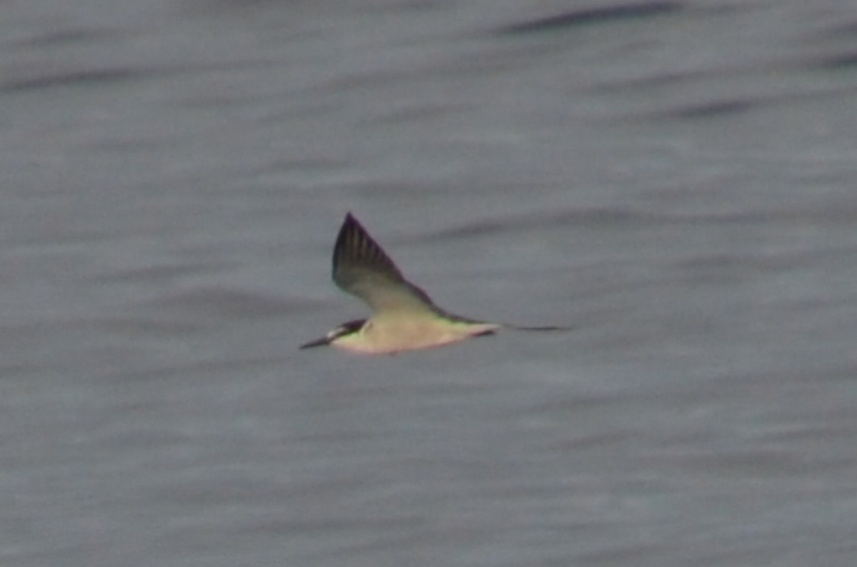 白眉燕鷗 - ML644816375