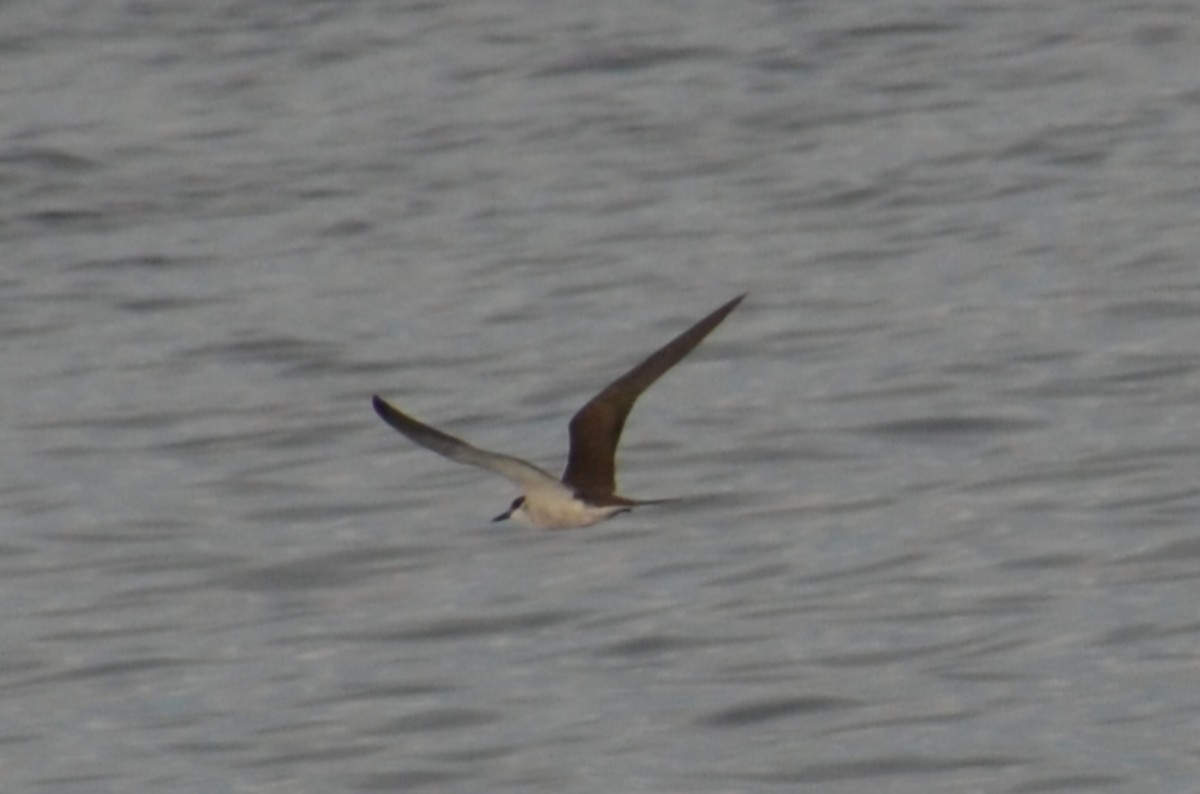 白眉燕鷗 - ML644816376