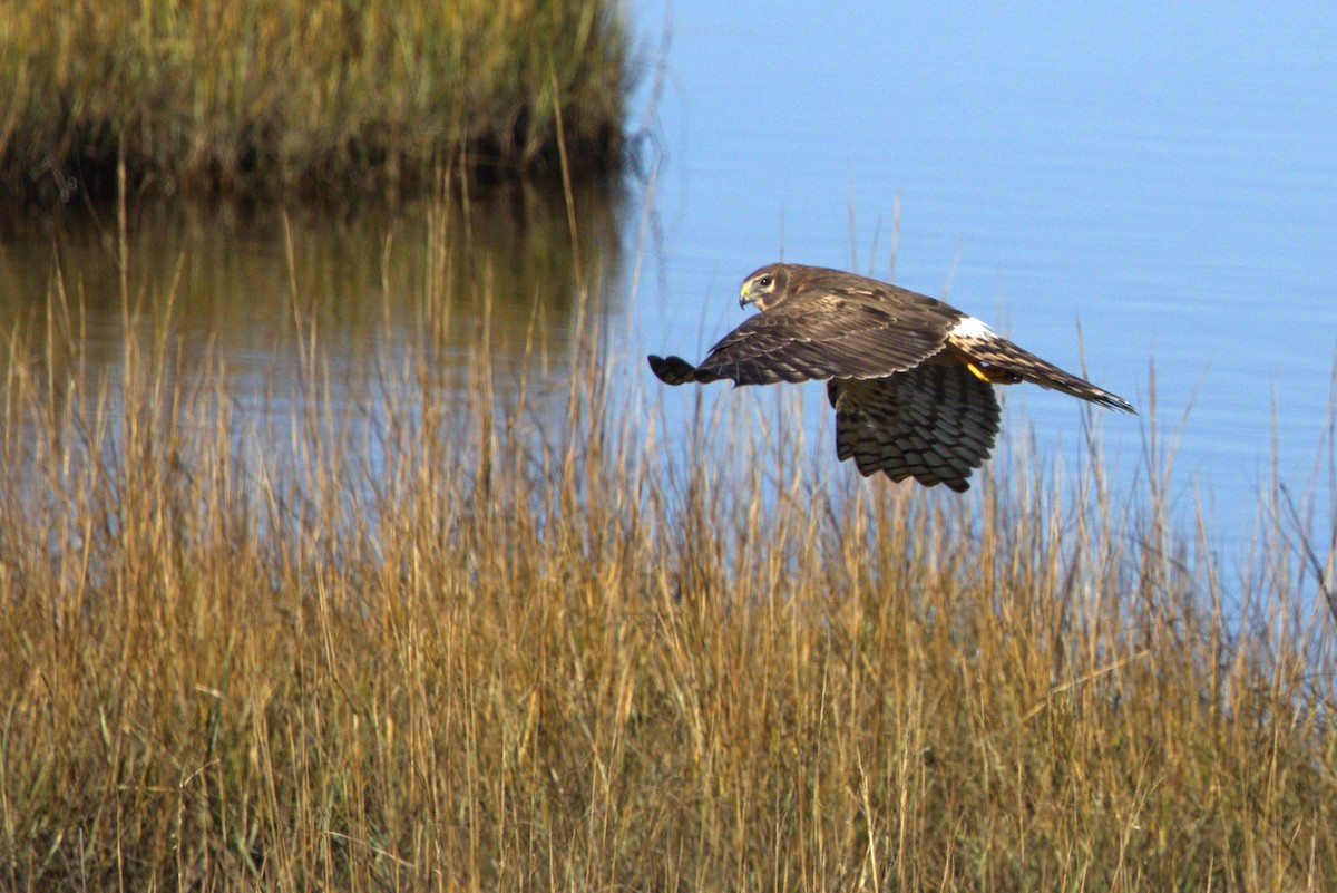 Northern Harrier - ML644816380