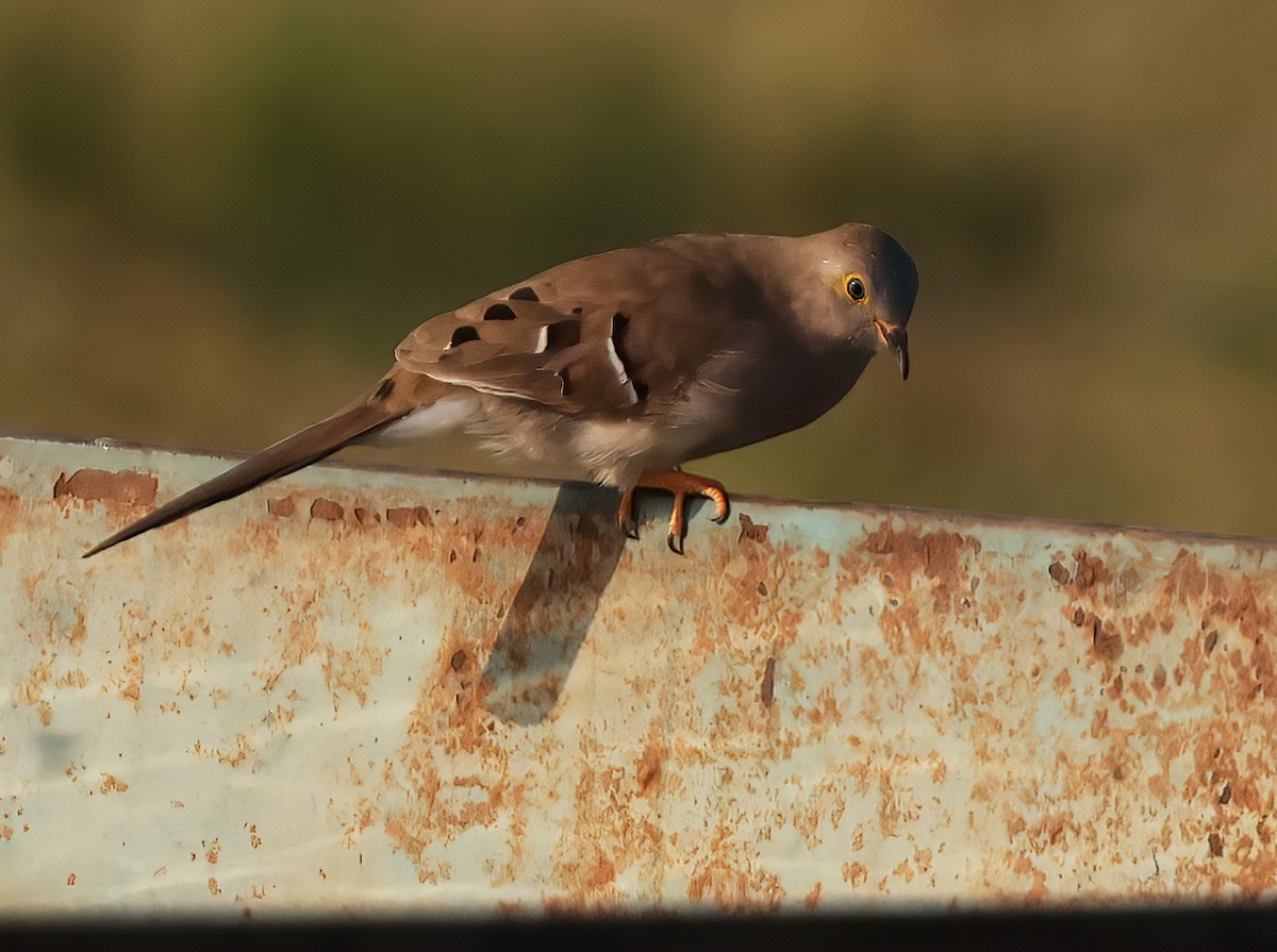 Long-tailed Ground Dove - ML644816387