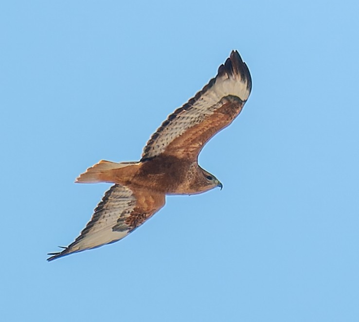 Busardo Moro - ML644816396