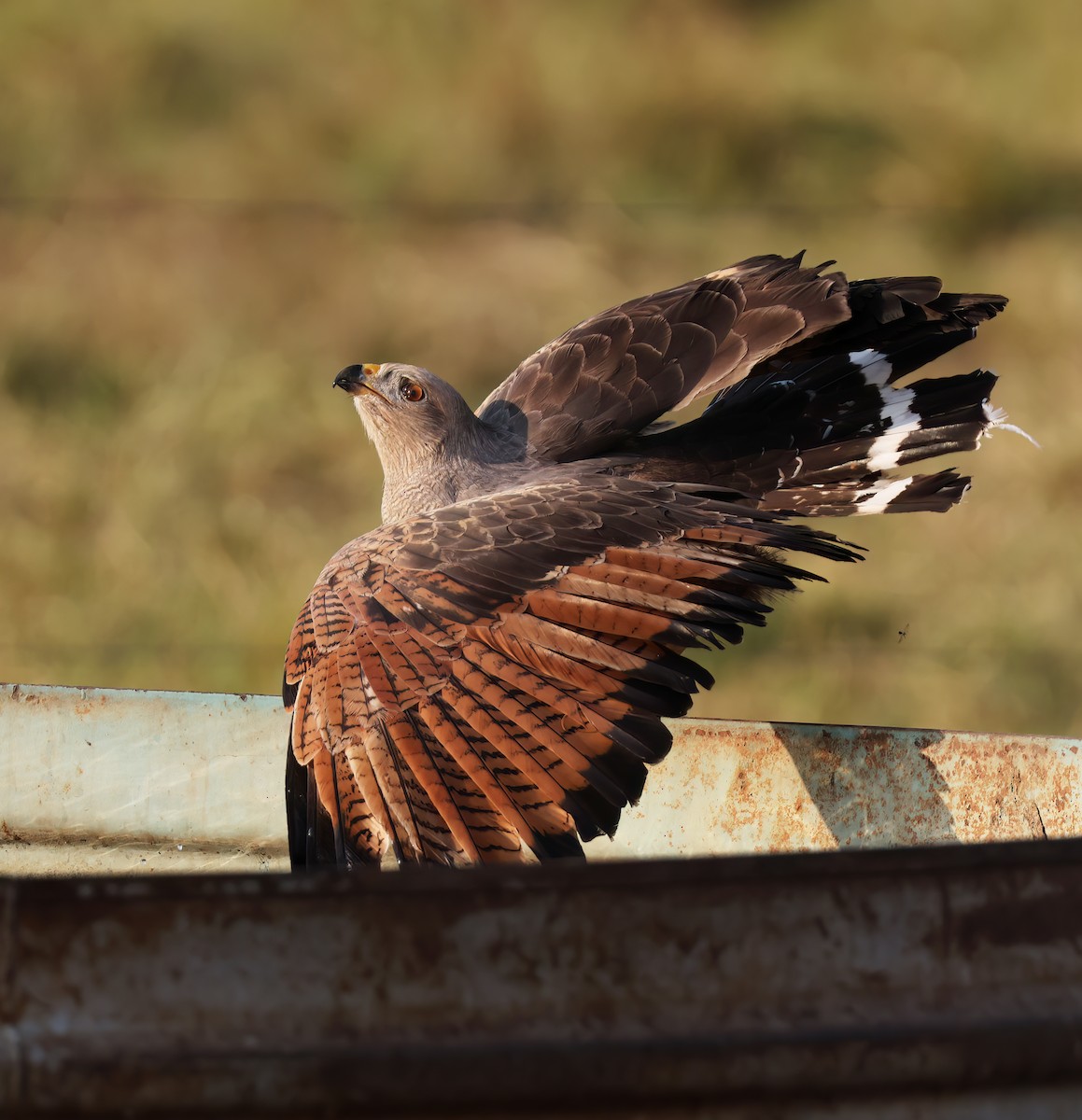 káně savanová - ML644816411