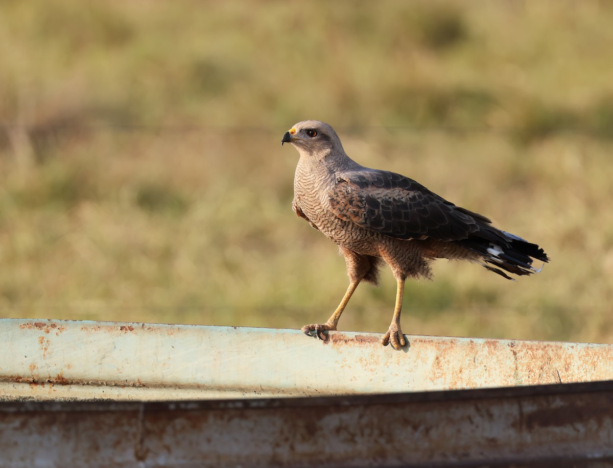 káně savanová - ML644816412