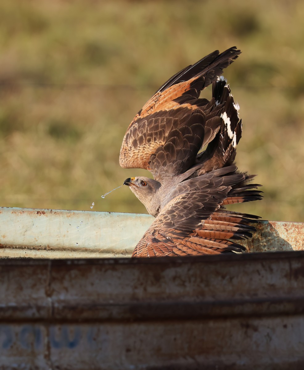 káně savanová - ML644816413