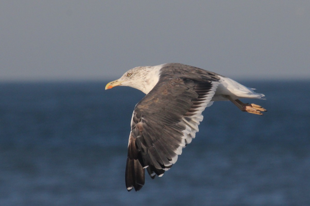 Lesser Black-backed Gull - ML644816423