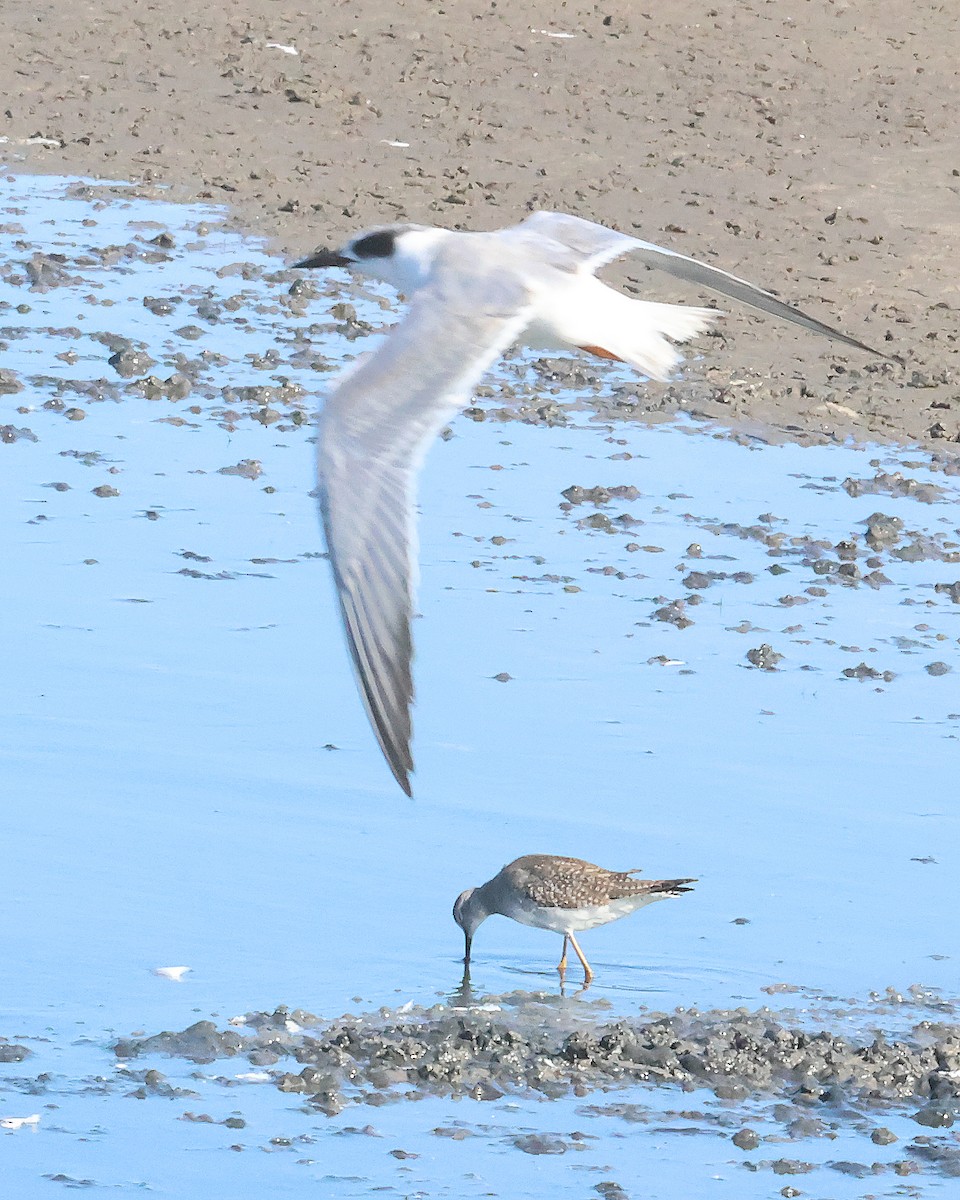 Forster's Tern - ML644816434