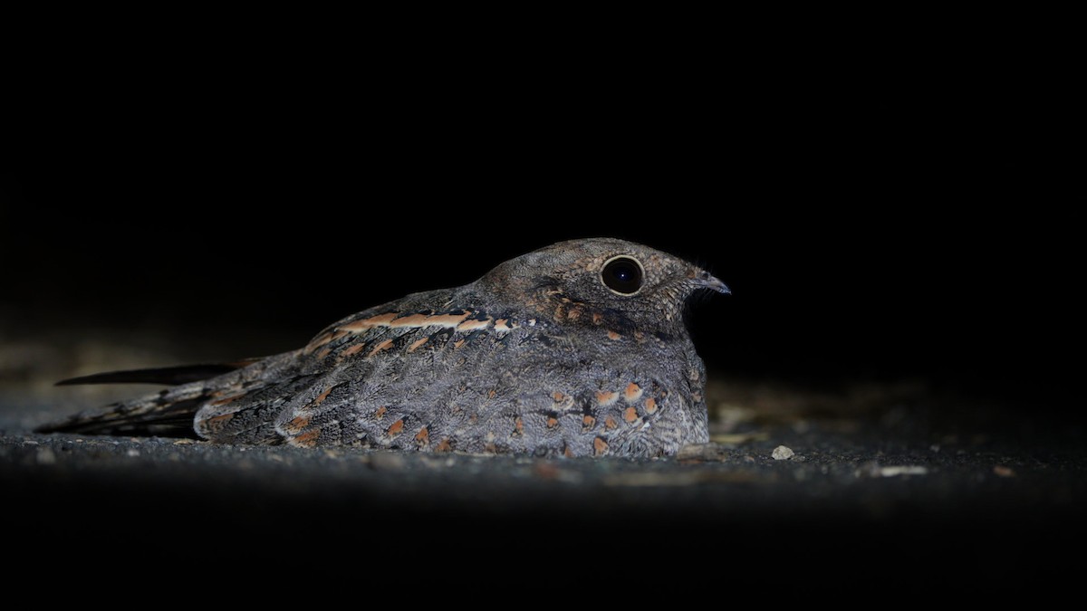 Savanna Nightjar - ML644816439