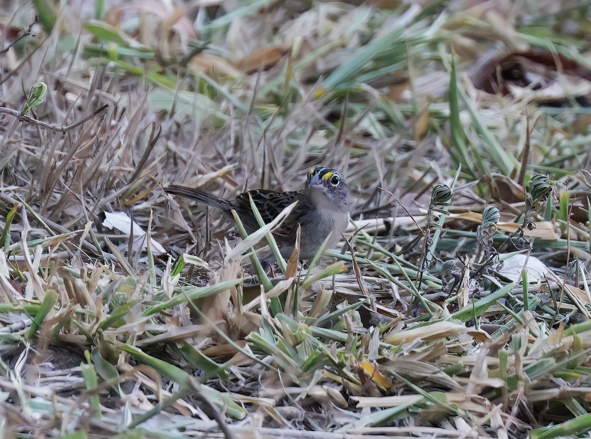 Grassland Sparrow - ML644816443