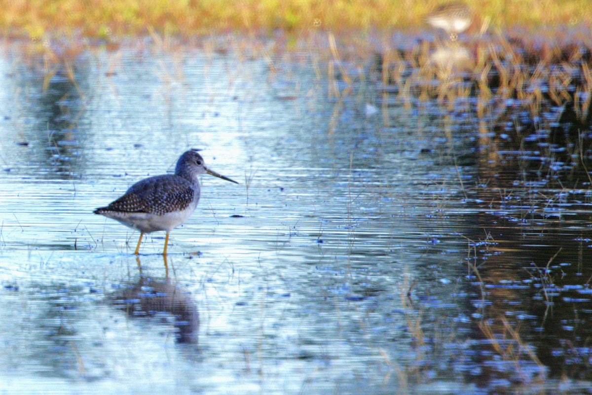 Greater Yellowlegs - ML644816460