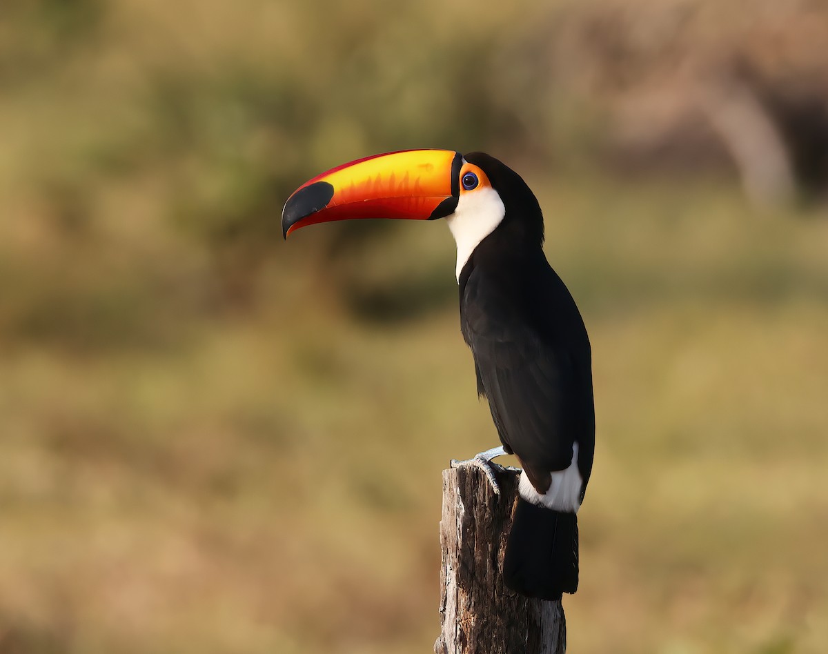 Toco Toucan - ML644816469