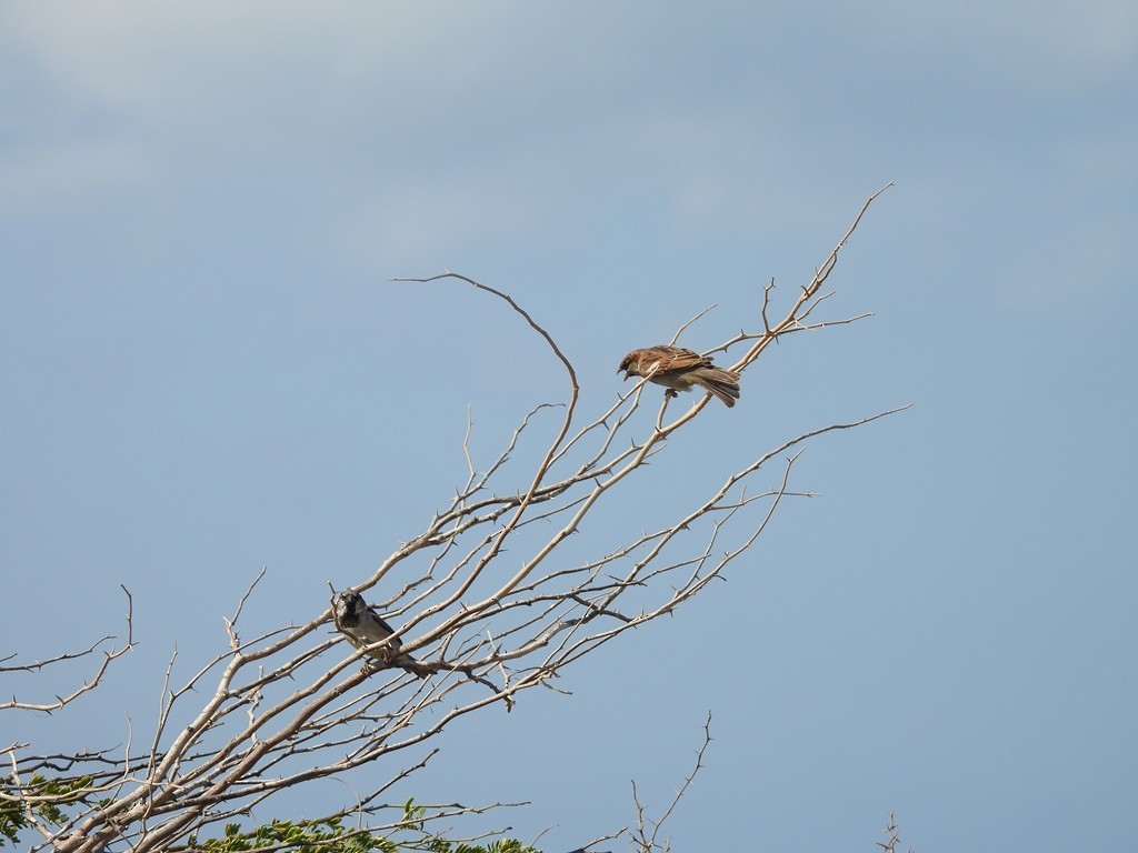 House Sparrow - ML644816472