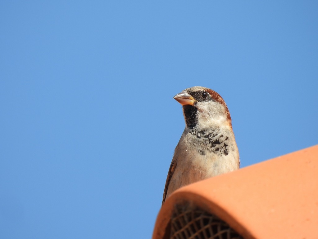 House Sparrow - ML644816485