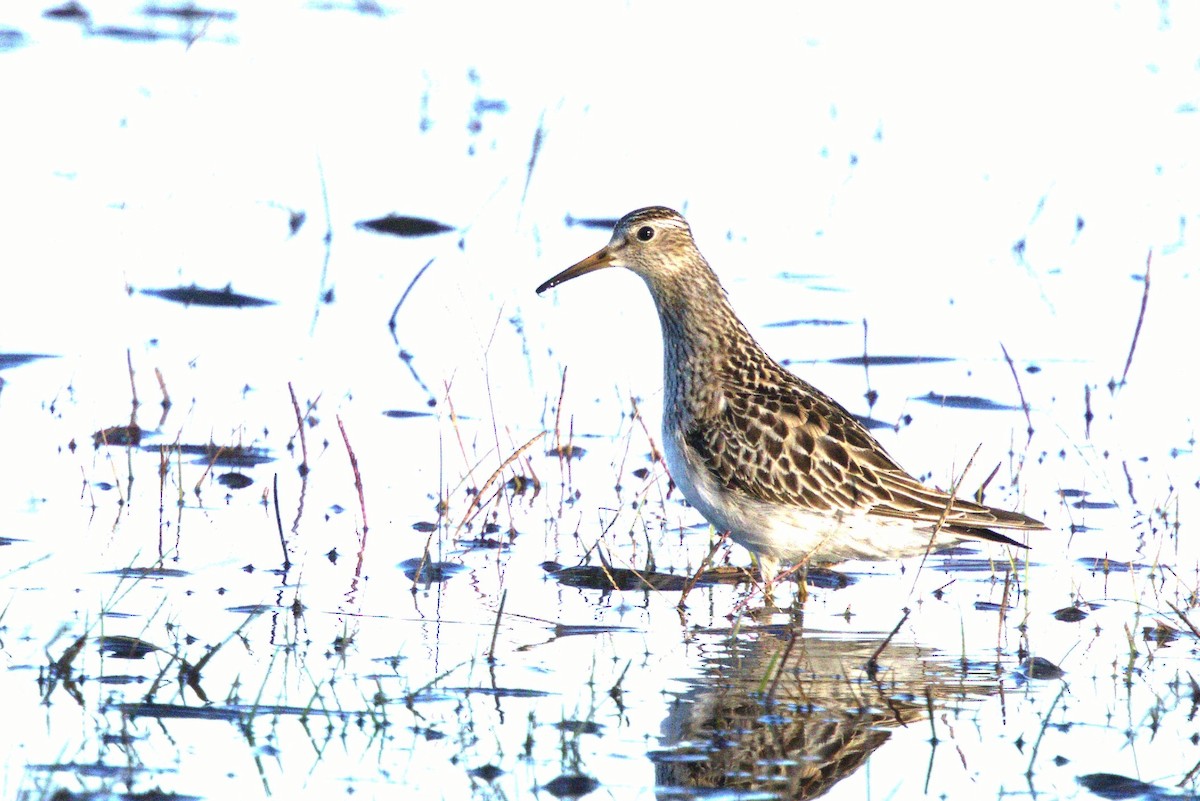 Pectoral Sandpiper - ML644816488