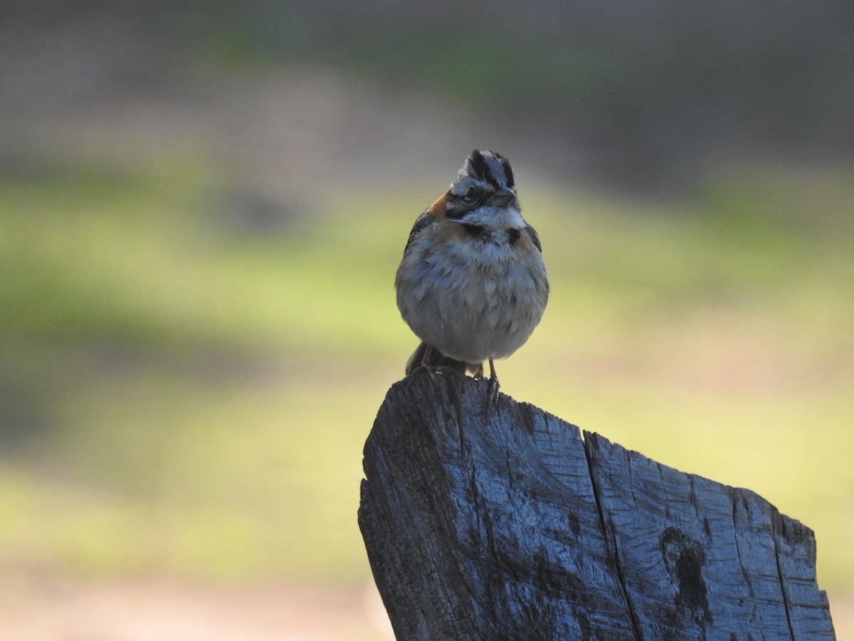 Morgenammer - ML644816492