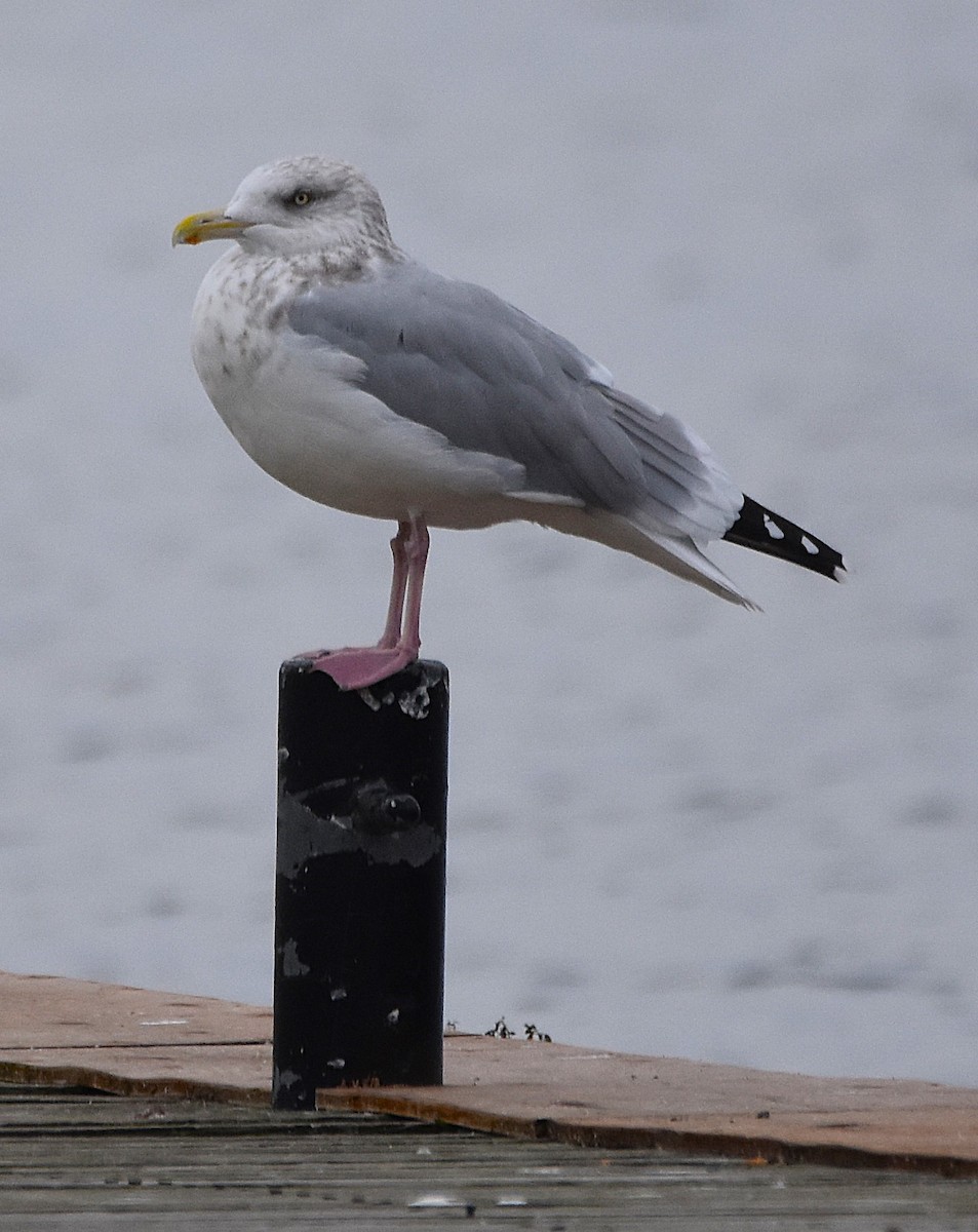 American Herring Gull - ML644816499