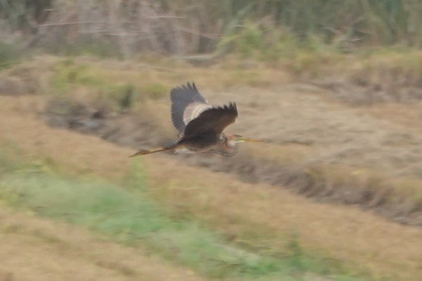 Purple Heron - ML644816524