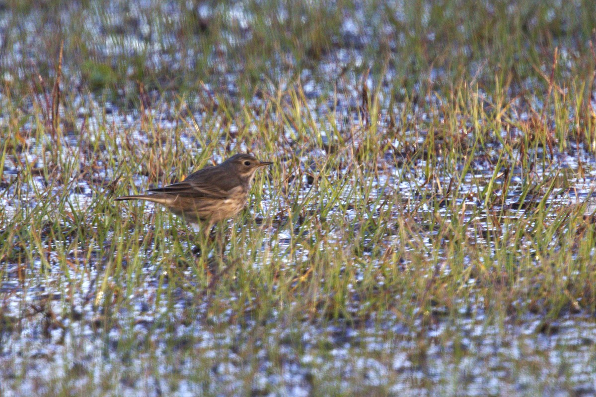 American Pipit - ML644816526