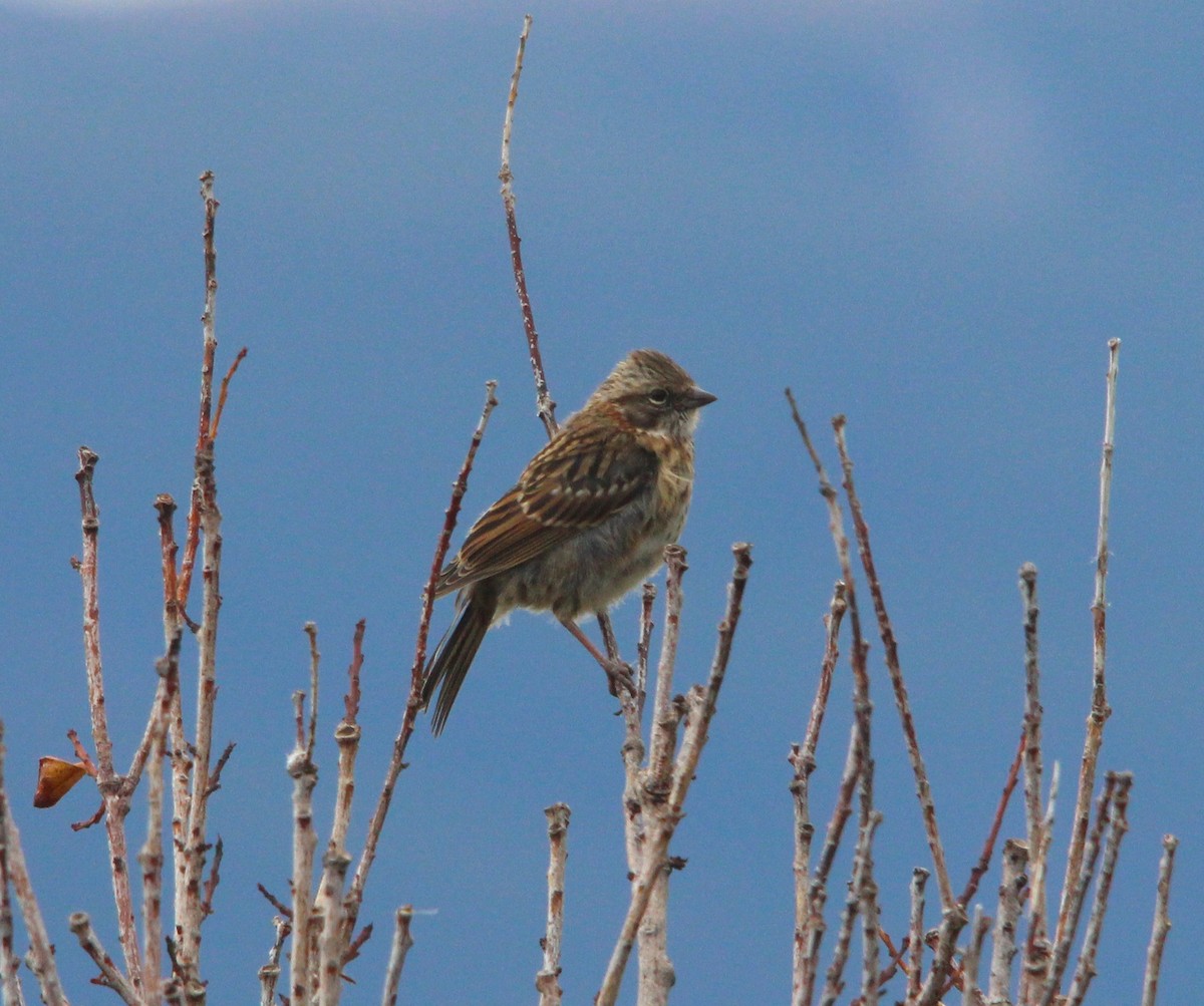 Morgenammer - ML644816535