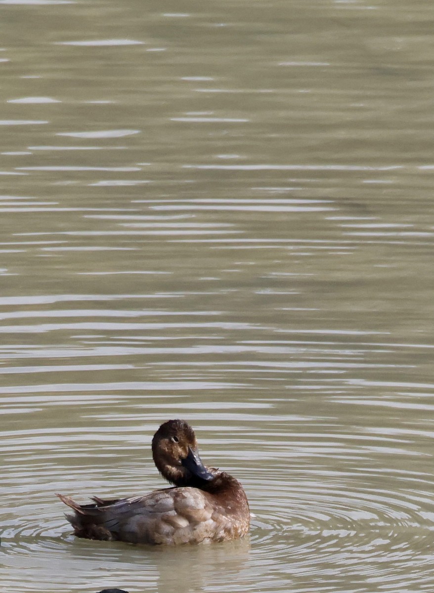 Common Pochard - ML644816537