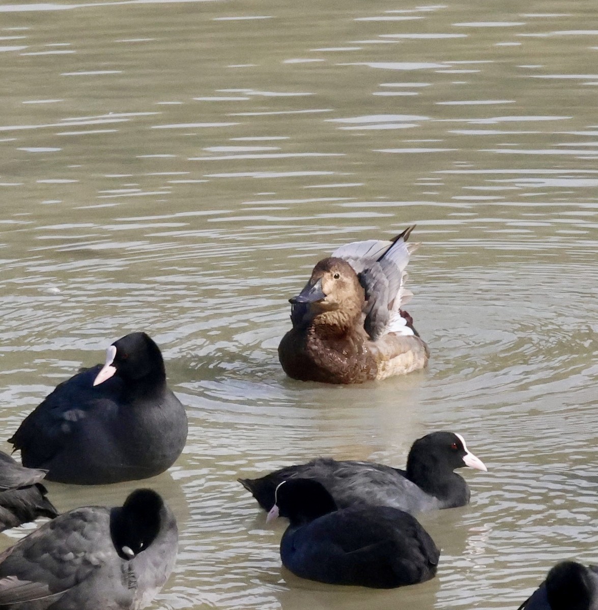 Common Pochard - ML644816538