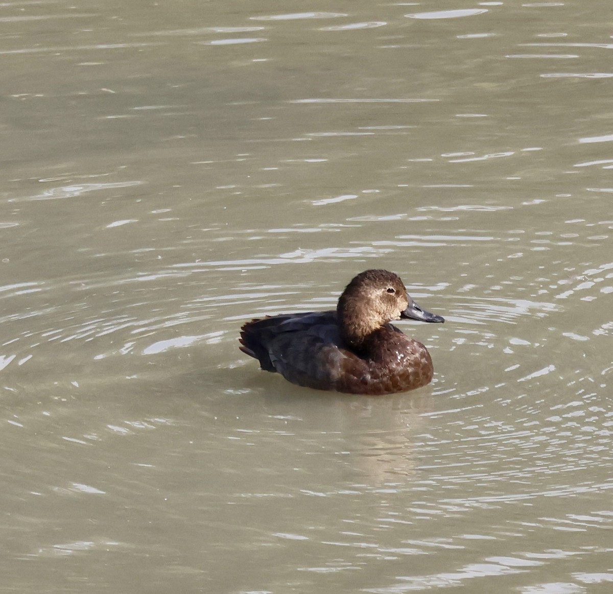 Common Pochard - ML644816539