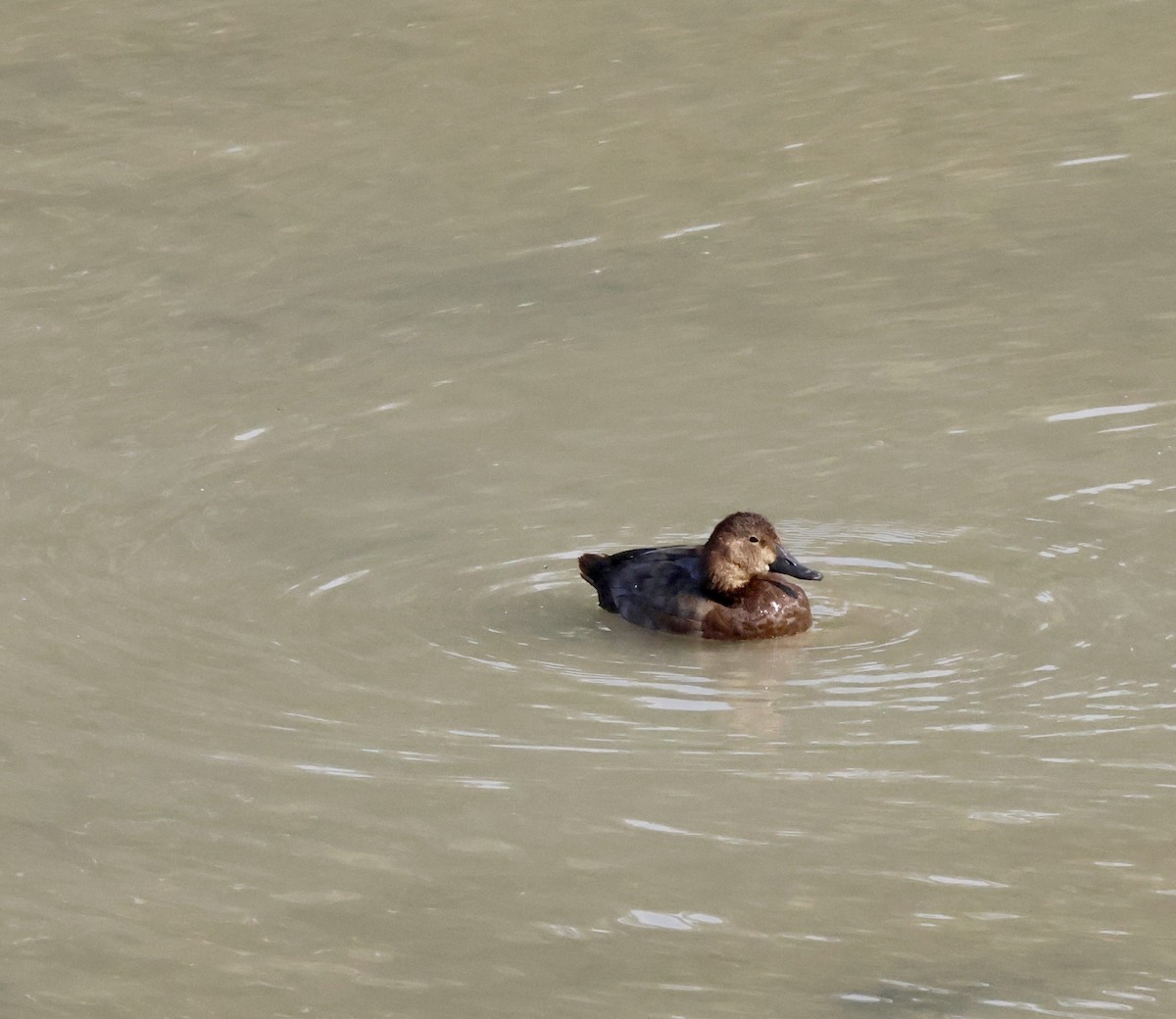 Common Pochard - ML644816541