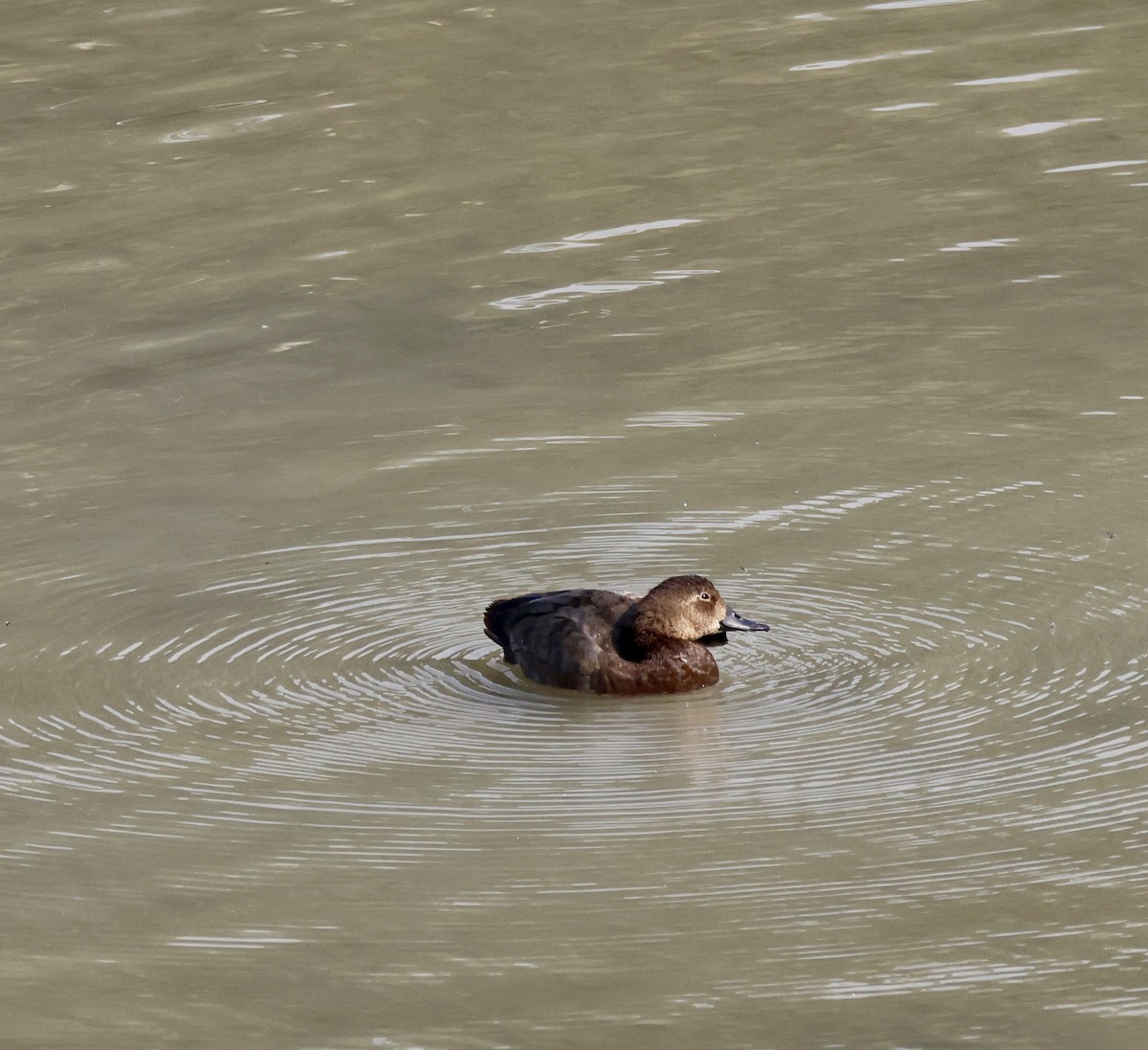 Common Pochard - ML644816542